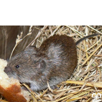 گونه ول میجر Majors Pine Vole